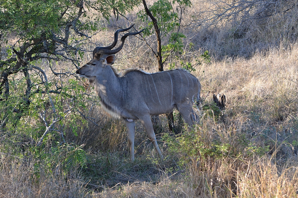 Större Kudu